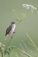 Reed Warbler, Acrocephalus schoenobaenus, Sedge Warbler, Lower Saxony, Germany