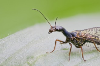 Spotted camel neckfly, Phaeostigma notata, Spotted Snakefly, Lower Saxony, Germany