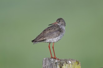 Redshank (Tringa totanus) sitting on a pole, Lower Saxony, Germany