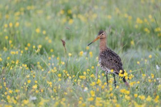 Black-tailed godwit, Limosa limosa, Lower Saxony, Germany