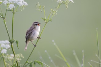 Reed Warbler, Acrocephalus schoenobaenus, Sedge Warbler, Lower Saxony, Germany