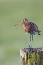 Black-tailed godwit, Limosa limosa, Lower Saxony, Germany
