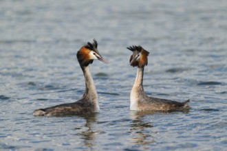 Haubentaucher courtship, Podiceps cristatus, Great crested Grebe courtship, Lower Saxony, Germany