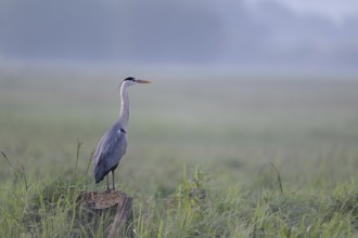 Grey heron (Ardea cinerea) in the morning moor, Lower Saxony, Germany