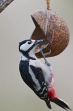 Female Great Spotted Woodpecker, Dendrocopos major, Female Great spotted woodpecker, Lower Saxony,