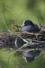 Coot (Fulica atra) breeding on nest, Lower Saxony, Germany