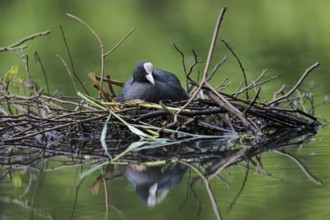 Coot (Fulica atra) breeding on nest, Lower Saxony, Germany