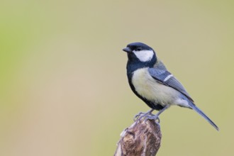 Great Tit, Parus major, Great Tit, Lower Saxony, Germany