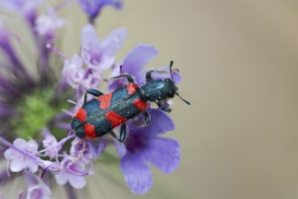 Bee beetle (Trichodes apiarius) on flower, Corfu, Greece