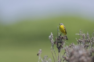 Meadowtail male, Motacilla flava, Male western yellow wagtail, Lower Saxony, Germany