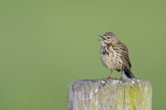 Wiesenpieper, Anthus pratensis, Meadow Pipit, Lower Saxony, Germany