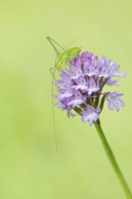 Locust Nymph, Poecilimon mytilenensis, Nymph Mytilene Bright Bush-cricket, Corfu, Greece