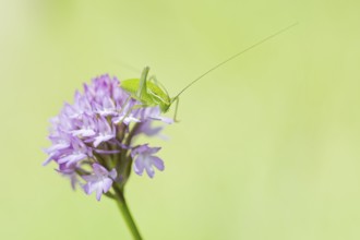 Locust Nymph, Poecilimon mytilenensis, Nymph Mytilene Bright Bush-cricket, Corfu, Greece
