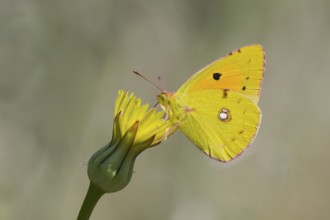 Postillion, Colias croceus, Clouded yellow butterfly, Corfu, Greece