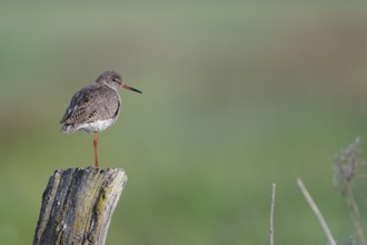Redshank (Tringa totanus) sitting on a pole, Lower Saxony, Germany