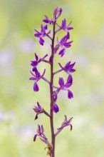 Loose-flowered orchid, Anacamptis laxiflora, Lax-flowered orchid, Corfu, Greece
