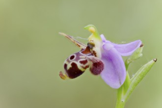 Snipe Ragwurz, Ophrys scolopax, Woodcock Orchid, Corfu, Greece