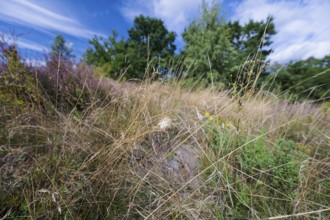 Female nurse's thorn finger, Cheiracanthium punctorium, female Yellow sac spider, Saxony-Anhalt,