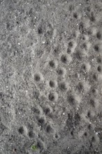 Ant lion hopper, Euroleon nostras, Suffolk Antlion, Lower Saxony, Germany