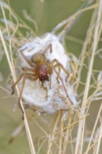 Female nurse's thorn finger, Cheiracanthium punctorium, female Yellow sac spider, Saxony-Anhalt,