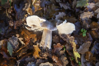 Clouded Funnel fungus, Clitocybe nebularis, leaf litter looking down from above, Suffolk, England,
