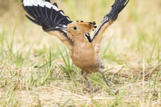 Hoopoe (Upupa epops) Hungary