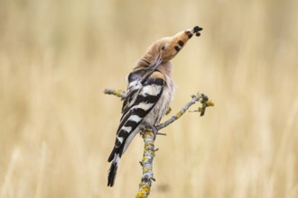 Hoopoe (Upupa epops) Plumage care Hungary