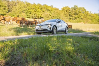 White car on a path through a green meadow with cows and trees in the background, deer e-car