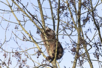 A cute raccoon sleeps relaxed on a tree between the branches and enjoys the warm winter sun. This