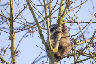A cute raccoon looks down and sits on a tree between the branches and enjoys the warm winter sun.