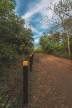 Beautiful dirt road surrounded by foliage with a blue sky. Landscape of a path surrounded by trees