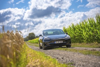 Black car driving along a rural dirt road surrounded by green corn fields and blue skies, Deer