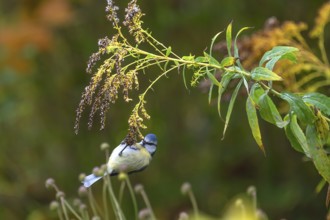 Blue tit (Cyanistes caeruleus) on a faded goldenrod (Solidago) Bavaria, Germany