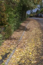 Autumn leaves on sidewalk and road, Eckental, Middle Franconia, Bavaria, Germany