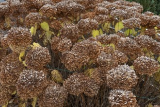 Faded hydrangea flowers (Hydrangeaceae), Bavaria, Germany