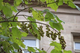 Seed capsules of the bluebell tree (Paulownia tomentosa), Franconia, Bavaria, Germany