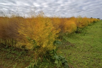 Autumn asparagus (Asparagus) Eckental, Middle Franconia, Bavaria, Germany