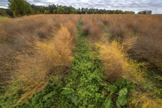 Autumn asparagus (Asparagus), Eckental, Middle Franconia, Bavaria, Germany