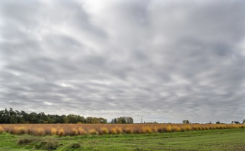 Dense cloud cover over an autumn asparagus field (Asparagus), Eckental, Middle Franconia, Bavaria,