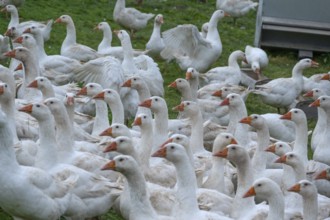 Free-range fattening geese (Anser anser domesticus) in a meadow, Bullach, Middle Franconia,