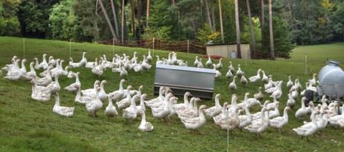 Fattening geese (Anser anser domesticus) in a meadow, Bullach, Middle Franconia, Bavaria, Germany