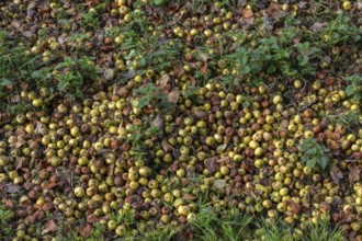 Apples (Malus) lying on the ground, fallen fruit, Franconia, Basern, Germany