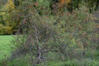 Hanging apples (Malus) in late autumn, Fanken, Bavaria, Germany