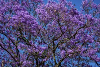 A vibrant jacaranda tree displays stunning purple flowers against a clear blue sky in Lisbon,