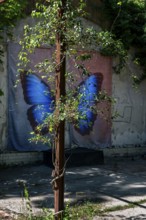 Posing background with butterfly, Lost Place, Heilstätten Beelitz, Brandenburg