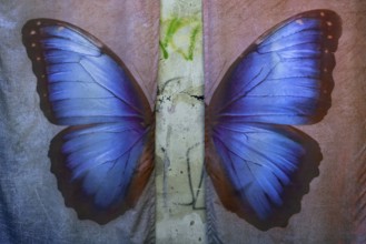 Posing background with butterfly, Lost Place, Heilstätten Beelitz, Brandenburg