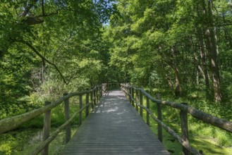 Wooden bridge on the bicycle path near Ferch, Brandenburg