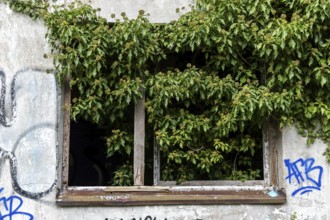 Ivy grows out of an old window, dilapidated plant of a former agricultural production cooperative