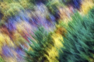 Colorful autumn leaves, Indian summer, smudge effect, blur, Massachusetts, New England, USA
