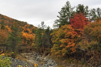Autumn leaves, Indian summer, Mohawk Trail panoramic road, former trade route, Massachusetts, New